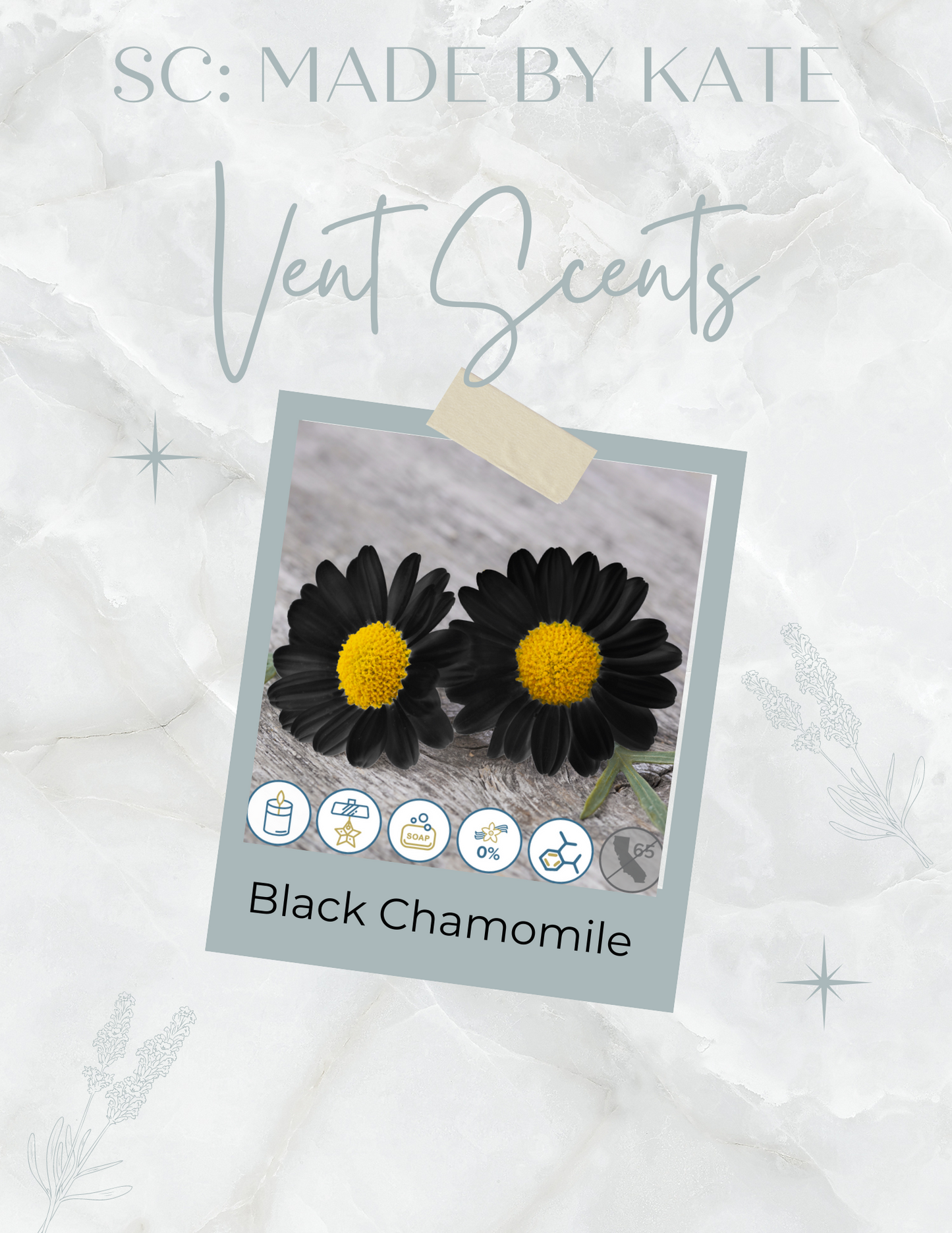 Black Chamomile